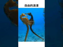 將影片載入圖庫檢視器並播放,魔鬼海藍寶傾心海洋篇 YouTube短片